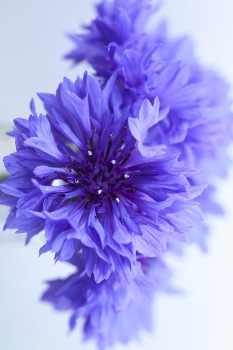 Centaurea Cyanus Flower, Beautiful Blue Flowers, Old Garden, Instead Of Flowers, Border Plants, Seed Catalogs, Summer Bedding, Fall Plants, Delphinium