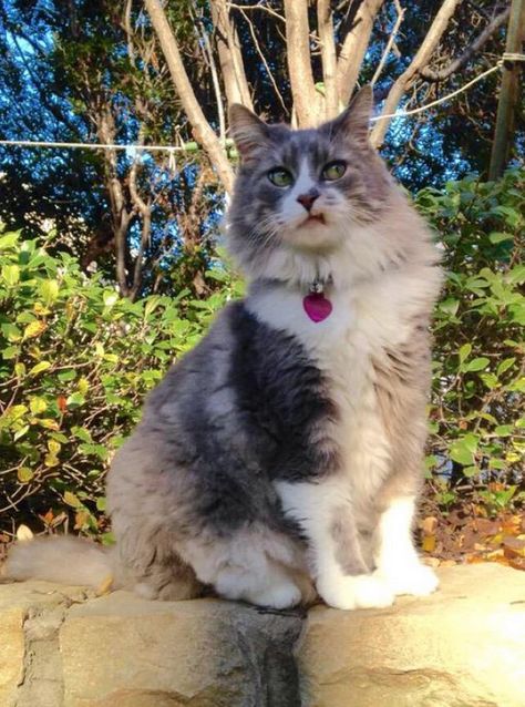 When someone you don't like tries to talk to you Cat Work, Cat People, Cat Person, Reality Check, Funny Animal Pictures, Maine Coon, Crazy Cats, Cat Pics, Cool Cats