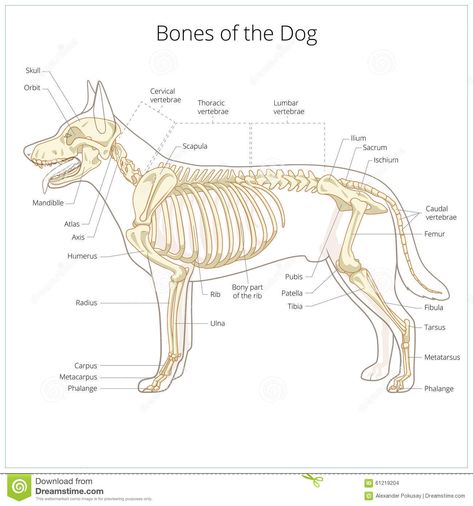 Dog skeleton veterinary vector illustration. Dog osteology, bones #Sponsored , #skeleton, #veterinary, #bones, #osteology, #Dog Vet Nursing, Dutch Shepherd Dog, Drawing Blood, Dog Skull, Anatomy Bones, Drawing Legs, Leg Bones, Dog Anatomy, Dog Skeleton