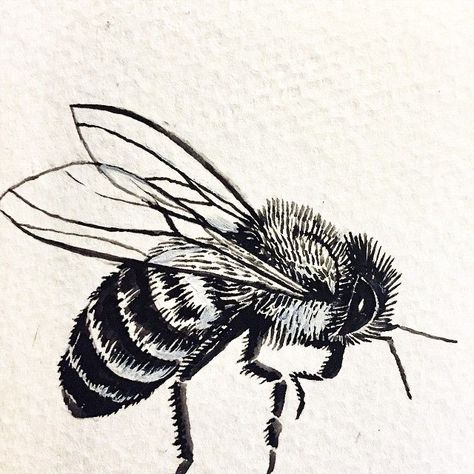 The 25+ best Bee drawing ideas on Pinterest | Honey bee ... Honey Bee Drawing, Bee Sketch, Bee Drawing, Tatuaje A Color, Bee Tattoo, Desenho Tattoo, Insect Art, Bee Art, Drawing Tutorials