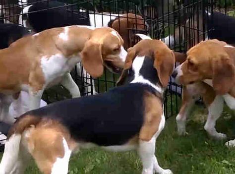 Beagle Rescue, Amazing Video, Beagle Puppy, Cool Gifs, The Amazing, First Time, The One, The First, Lab