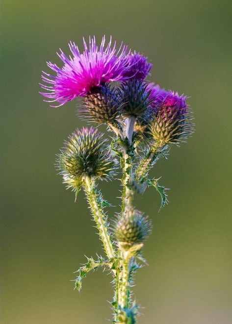 Rose Oil Painting, Thistle Flower, Nature Aesthetic, Abstract Flowers, Botanical Illustration, Flowers Photography, Botany, Watercolor Flowers, Flower Art