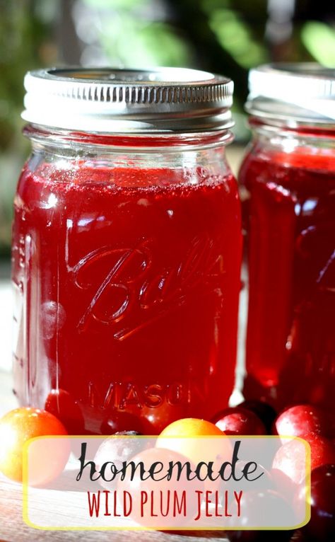 Wild Plum Jelly Recipe, Wild Plum Jelly, Plum Jelly Recipe, Fruit Butters, Wild Plum, Preserving Foods, Happy Money, Plum Recipes, Canning Jam