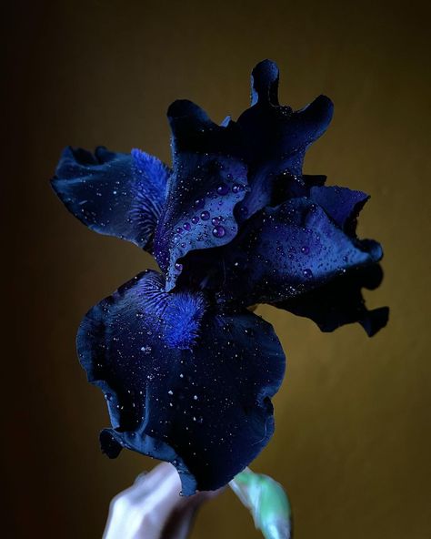 yasmine on Instagram: “Thinking about these magical blue irises.” Blue Iris Flowers, Shadow Dragon, Blue Iris, Iris Flowers, Irises, Claude Monet, Dark Backgrounds, Pretty Flowers, Flower Power