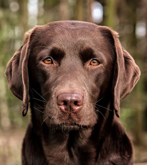 Chocolate Lab Photography, Chocolate Lab Portraits, Chocolate Retriever, Labrador Photography, Labrador Retriever Puppy Training, Labrador Retriever Chocolate, Chocolate Labradors, Golden Labrador Puppies, Labrador Retriever Puppy