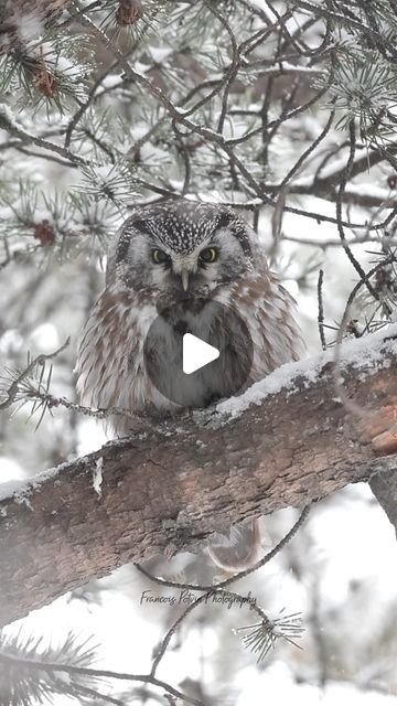 Francois Potvin on Instagram: "How can you not fall in love with this tiny boreal owl in the snow 🖤❄️ . . . . . #borealowl #wildlifephotography #nature #birds #snowfall #canadawildlife #natgeo #cangeo" Beautiful Owl Photography, Boreal Owl, Canada Wildlife, Owl Photography, Snow Owl, Beautiful Owl, Nature Birds, January 26, Wildlife Photography