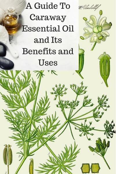 Caraway Essential Oil, Business Plan Sample, Mental Fatigue, Therapy Business, Massage Therapy Business, Muscle Cramps, Sample Business Plan, Essential Oil Benefits, A Massage