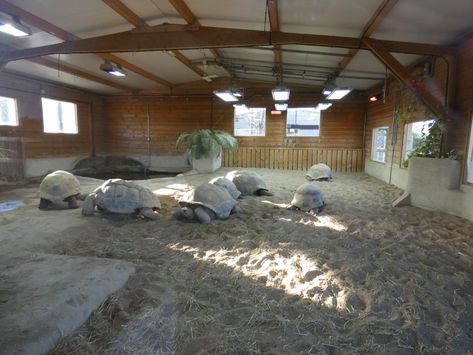 Best UK Giant Tortoise enclosure - ZooChat Tortoise Enclosure, Giant Tortoise, Tortoise, Patio, Outdoor Decor