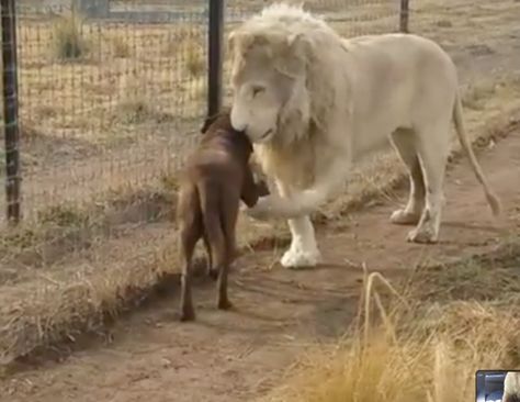 Dogs Paw, Animals Friendship, White Lion, 웃긴 사진, Cute Wild Animals, Cute Animal Videos, Dog Paw, Sweet Animals, Funny Animal Pictures