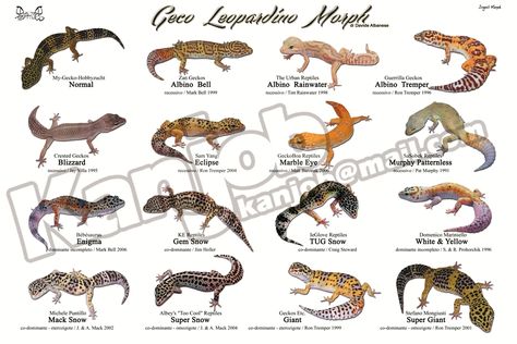 Leopard Gecko Colors, Leopard Gecko Morphs Chart, Gecko Morphs, Leopard Gecko Cute, Leopard Gecko Habitat, Leopard Gecko Tank, Leopard Gecko Care, Leopard Gecko Morphs, Funny Animal Pics