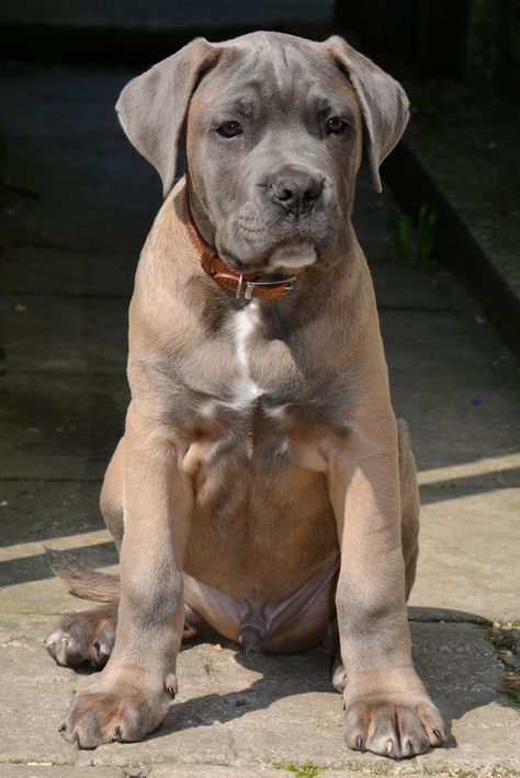 Formentino cane corso Tan Cane Corso, Cane Corso Formentino, Formentino Cane Corso, Cana Corso, Italian Mastiff Puppies, Chien Cane Corso, Kane Korso, Cane Corso Mastiff, Cane Corsos