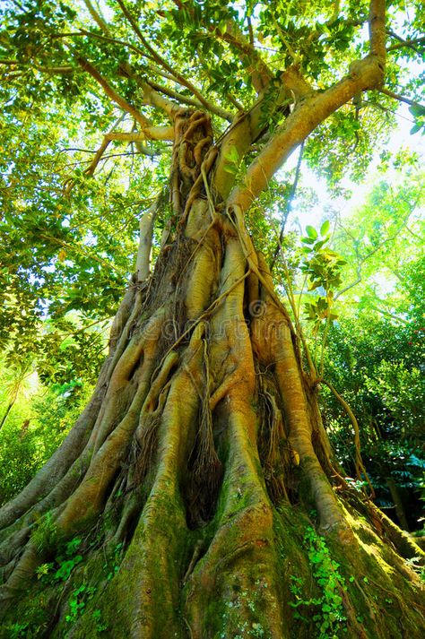 Old tree. Low angle view of old hardwood ficus magnoliodes tree with aerating ro , #Aff, #view, #hardwood, #tree, #angle, #aerating #ad Ficus Tree, Old Tree, Low Angle, Ideas Creative, Inspiration Ideas, Tree Trunk, Photo Image, Royalty Free Stock Photos, Design Inspiration