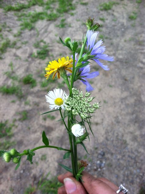 Wildflowers of Pennsylvania in July Wildflower Reference, Pennsylvania Wildflowers, Arizona Wildflowers, Plant Inspiration, Wildflower Tattoo, Floral Tattoos, Wildflower Seeds, Natural Forms, Piercing Tattoo