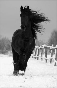 Horses In Snow, Black Horses, Most Beautiful Horses, Friesian Horse, Majestic Horse, Cute Horses, Black Horse, Horse Photos, Pretty Horses