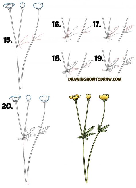 Learn How to Draw a Buttercup Flower Step by Step Drawing Lesson (Buttercups) Simple Steps for Beginners Flower Crown Drawing, Buttercup Flowers, Cute Flower Drawing, Flowers Step By Step, Wildflower Drawing, Crown Drawing, Easy Flower Drawings, Draw Step By Step, Flower Step By Step