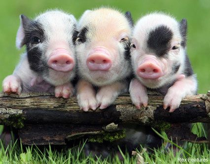 I try to convince Joe that we need one of the mini ones Vietnamese Potbelly might be the name? They are full grown at 20ish lbs so it'd be Bub size!!! Teacup Pig, Baby Piglets, Micro Pigs, Teacup Pigs, Pot Belly Pigs, Cute Piglets, Mini Pigs, Slaap Lekker