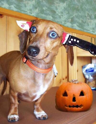 Doxie in a "Knifefight Loser" costume Dachshund Costume, Puppy Halloween Costumes, Arte Dachshund, Dachshund Facts, Find Your Spirit Animal, Cute Dog Costumes, Happy Halloweenie, Dachshund Funny, Wiener Dogs