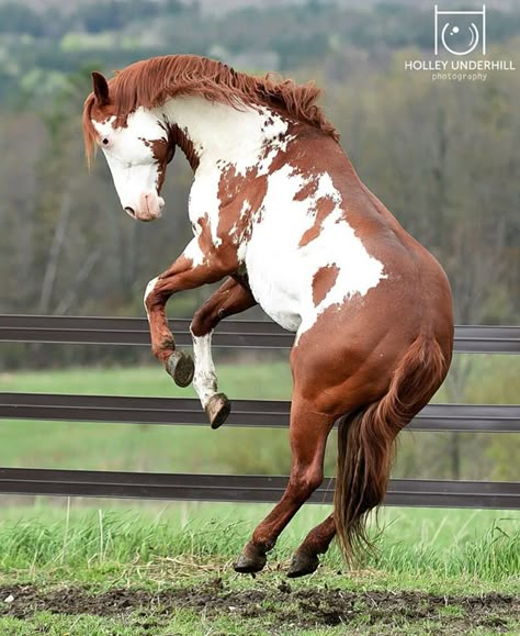 Horse Rearing Reference, Horse Standing Up, Horse Poses Drawing, Horse Poses Reference, Horse Reference Photos, Horse From Behind, Horse Bucking, Horse Poses, Horse Rearing