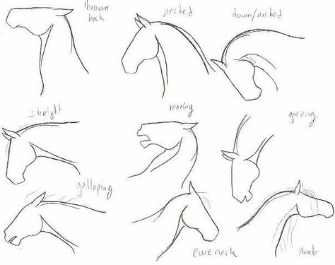 Horses are smart, majestic creatures. Except for the ones that aren't. Twitter user @mckellogs has just posted a thread, portraying the way their family are preparing for the impending snowmageddon, and it's their horse Tango that needs the most attention. How To Draw Horses, Horse Base, Horse Drawing Tutorial, Ahal Teke, Horses Funny, Funny Horse Pictures, Horse Art Drawing, Pose Portrait, Riding Quotes