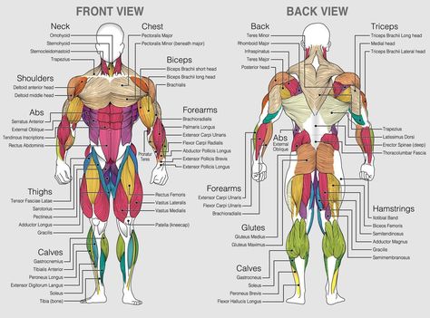 All Body Muscles Name, Muscle Chart Workout, Muscle Names Anatomy, Muscles Of The Body Human Anatomy, Body Muscles Names Gym, Bodybuilder Anatomy Reference, Full Body Muscles Anatomy, Body Muscles Anatomy Drawings, Muscle Diagram Anatomy