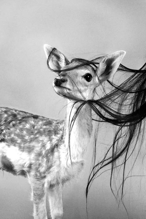 Gothic Animals, Awsome Pictures, Yennefer Of Vengerberg, Photo Grid, Art Of Love, A Deer, Oh Deer, Cute Profile Pictures, Aesthetic Images