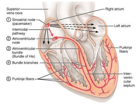 Cardiac conduction system Conducting System Of Heart, Cardiac Conduction System, Sinoatrial Node, Action Potential, Heart Structure, Heart Diagram, Nursing School Motivation, Body Study, Nursing Mnemonics