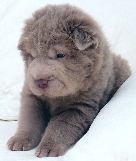 1000+ images about Sharpei on Pinterest | Blue shar pei, Shar pei puppies and So cute Bear Coat Shar Pei, Wrinkly Dog, Shar Pei Puppies, Shar Pei Dog, Bear Coat, Blue Bear, Shar Pei, Super Cute Animals, Poodle Puppy