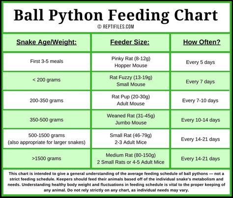 Ball Python Feeding Schedule Snake Habitat, Ball Python Pet, Snake Breeds, Ball Python Care, Baby Ball Python, Snake Terrarium, Snake Enclosure, Reptile Care, Pet Ball