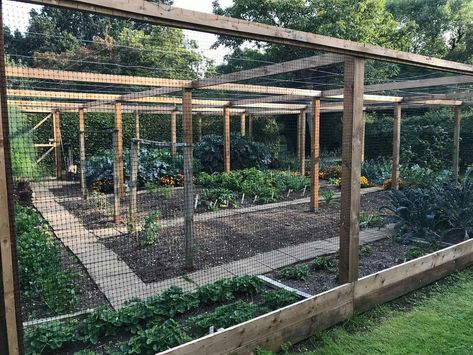 Veggie Garden Inclosed, Fenced Garden With Greenhouse, Possum Proof Vegetable Garden, Fully Enclosed Vegetable Garden, Vegetable Garden Enclosure, Enclosed Orchard, Berry Enclosure, Covered Vegetable Garden, Flower Bed Fence Ideas