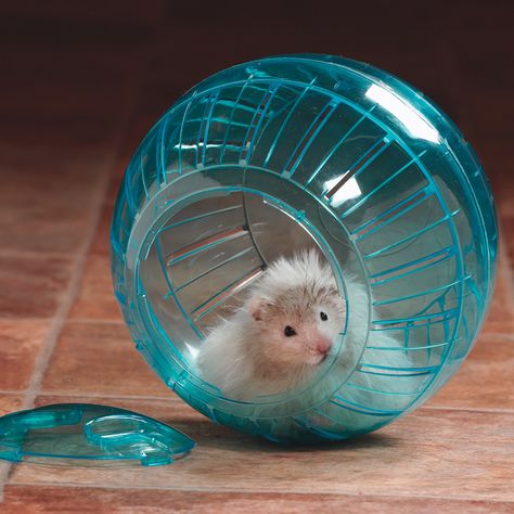 Hamster Ball Bear Hamster, Illustration Process, Gerbil, Animal Toys, Small Pet, Hamsters, Pet Furniture, Pet Store, Guinea Pigs