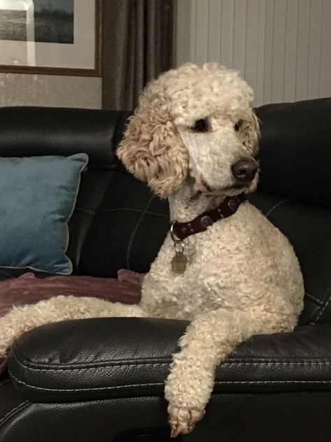 Standard Poodle Short Haircut, Poodle Short Haircut, Short Poodle Cuts, Short Poodle Haircut, Standard Poodle Cuts, Doodle Cuts, Standard Poodle Haircuts, Poodle Haircuts, Goldendoodle Haircuts