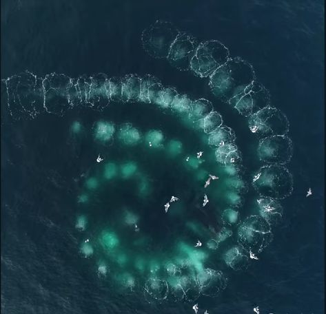 Fibonacci in Nature Feeding Bubbles by whales cooperatively catching krill to eat. - Fibonacci Natural Spiral in Nature - Fibonacci Spiral Nature, Fibonacci In Nature, Fibonacci Sequence In Nature, Spiral Nature, Ninjago Oc, Mathematical Induction, Fibonacci Art, Logarithmic Spiral, Spirals In Nature