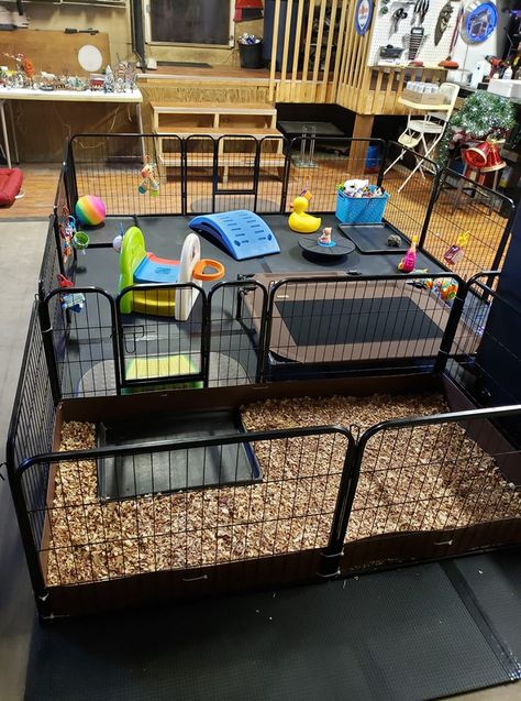 Whelping Pen Ideas, Puppy Zone Ideas, Puppy Weaning Pen, Indoor Puppy Play Area Dog Rooms, Dog Foster Room, Puppy Pens Indoor, Outdoor Puppy Pen, Puppy Breeding Setup, Puppy Birthing Area