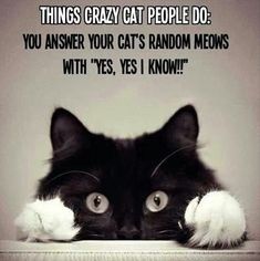 Humor Animal, Katt Grejer, Animal Funnies, Crazy Cat People, Cats Photos, Morning Gif, Cat Pictures, Funny Cats And Dogs, Cat People