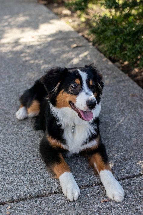 Pet of the week: Masala, a blanket-loving miniature Australian shepherd | The Student Life Australian Shepherd Black, Mini Aussie Puppy, Mini Australian Shepherd, Toy Australian Shepherd, Field House, Every Dog Breed, Miniature Australian Shepherd, American Shepherd, Disabled Dog