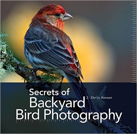 Backyard Photography, Chris Hansen, Oct 1st, Bird Images, Experimental Photography, Backyard Birds, Camera Settings, Print Book, Bird Photo