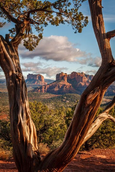 Sedona Arizona, Sedona, Nature Pictures, Nature Photos, A Tree, Beautiful World, Beautiful Landscapes, Wonders Of The World, The Great Outdoors