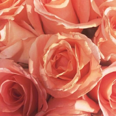 Color Aesthetic, Peach Aesthetic, Pink Images, Welcome To The Future, Peach Fuzz, Coral Peach, Peach Roses, Just Peachy, Salmon Color