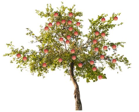 Apple tree with large pink fruits on white. Green apple-tree with small fruits i #Sponsored , #AD, #SPONSORED, #large, #Apple, #apple, #pink Tree Plan Photoshop, Apple Tree Drawing, Apple Plant, Fruit Sketch, Orchard Tree, Tree Plan, Pink Fruit, Paint Inspiration, Tree Sketches