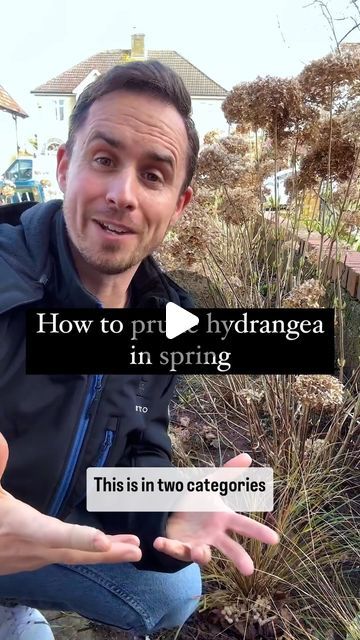 Michael Griffiths on Instagram: "How to prune hydranged in spring

This is in two categories depending on whether your hydrangea flowers on old or new wood as we prune are both differently.

When to do this? Spring after the risk of frost has passed. Keep an eye on the weather rather than the date

How?
For those that flower on old wood so that’s your big leaf or oak leaf hydrangea.

Remove old flowerheads to just above a pair of buds. Hydrangea buds can be easily knocked off, so cut carefully with your secateurs. Cut out any thin, weak stems around the base of the plant and remove one or two of the largest, oldest stems from as low down as possible to promote new shoots from the base.
These will grow over the next few years and carry blooms in the future.

Those that flower on new wood so Hydrangea Pruning Spring, How To Prune Hydrangeas Spring, Hydrangea Buds, Oak Leaf Hydrangea, When To Prune Hydrangeas, Hydrangeas Garden, Lakeside Garden, Pruning Hydrangeas, Big Leaf Hydrangea