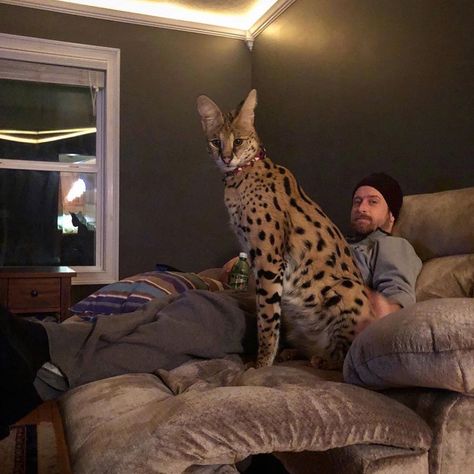 Savanna Cat, F1 Savannah Cat, Savannah Cat For Sale, Serval Kitten, Serval Cat, Savannah Kitten, Breeds Of Cats, Savannah Cats, Asian Leopard Cat