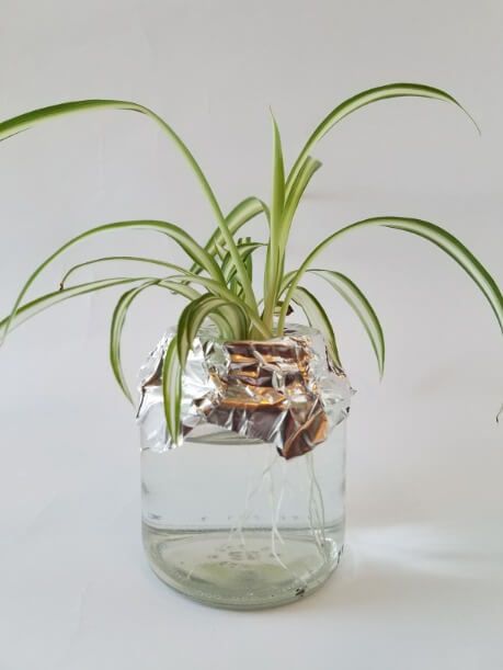 7 Incredible Spider Plant Benefits Spider Plant Benefits, Airplane Plant, Ribbon Plant, Plant Benefits, Spider Plant, Improve Indoor Air Quality, Air Purifying Plants, Remove Toxins, Spider Plants