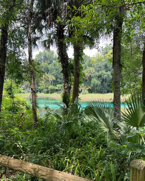 The views from Rainbow Springs State Park are unmatched 🤩🌴 Make sure to enjoy this Florida gem before or after your adventure on the river with us! Just a short drive from our launch site you can swim, hike, picnic and enjoy this beautiful Florida state park. #GetUpAndGoKayaking #ClearKayaking #RainbowSprings #RainbowRiver #DunnellonFlorida #FloridaStateParks #StatePark #FloridaSprings #Spring #Travel Rainbow Springs Florida, Dunnellon Florida, Rainbow Springs State Park, Rainbow River, Rainbow Springs, Florida Springs, Florida State Parks, Springs, Kayaking