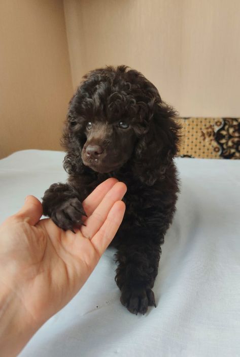 Toy Poodles Full Grown, Chocolate Mini Poodle, Black Toy Poodle Haircut Styles, Mini Poodle Haircut Styles, Toy Poodle Haircut Styles, Black Miniature Poodle, Chocolate Toy Poodle, Miniature Poodle Black, Black Toy Poodle