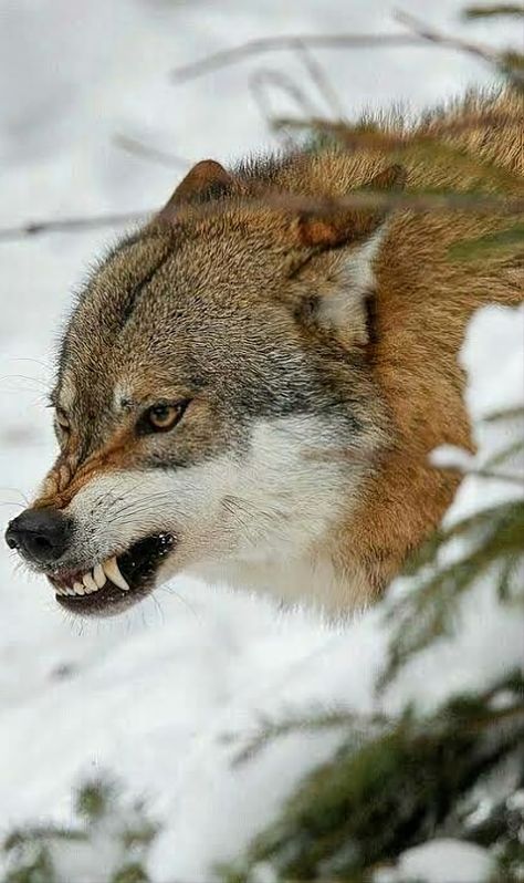 Wolf Side View, Wolf Growling, Snarling Wolf, Aggressive Animals, Angry Wolf, Wolf Eyes, Angry Dog, Wolf Photography, Pictures Of Animals