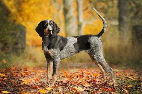 Blue Tick Coonhound, Blue Tick Hound, Red Tick Coonhound, Walker Hound, American Leopard Hound, Dog Types, Hunting Dogs Breeds, Blue Tick, English Coonhound