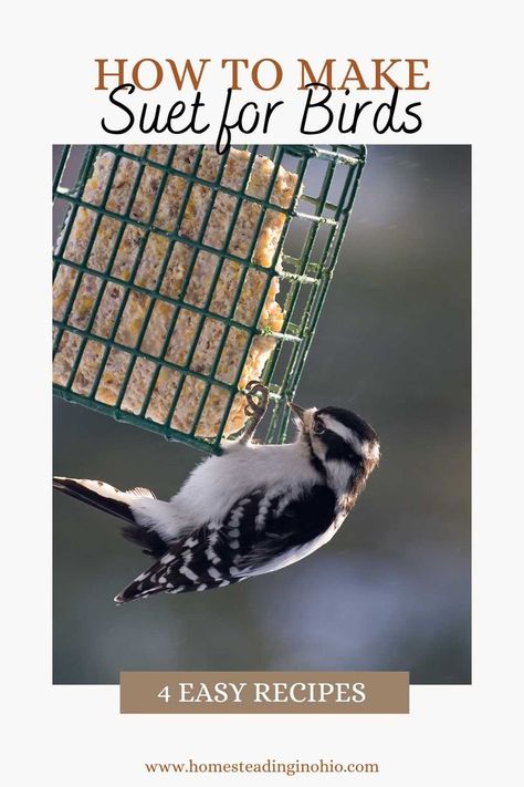 Woodpecker Feeder, Suet Recipe, Suet Bird Feeder, Bird Suet, Suet Cakes, Fat Bird, Suet Feeder, Easy Bird, Bird Feeding Station