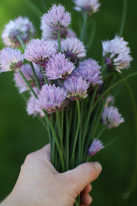 Enhance any dish with the delightful flavor of chive blossom finishing salt! By infusing flaky salt with the vibrant petals of your purple chive flowers, you can preserve their freshness and create a beautiful addition to your spice collection. This homemade salt also makes a wonderful gift from your garden! Chives Plant, Chive Flower, Chive Blossom, Flakey Salt, Finishing Salt, Pickled Radishes, Homemade Soft Pretzels, Savory Scones, Compound Butter