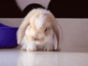 Sleepy Faint GIF - Sleepy Faint Bunny - Discover & Share GIFs Faint Gif, Bed Time, Cute Bunny, Bunny Rabbit, Animated Gif, You Never, Gif, Tumblr, Bed