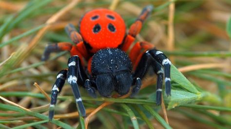 Velvet Spider, Bird Spider, Pet Tarantula, Arachnids Spiders, Spider Species, Pet Spider, Amazing Animal Pictures, Cool Bugs, Cute Reptiles